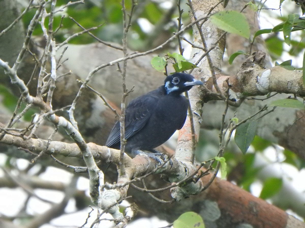 Bare-necked Fruitcrow - Bev Agler