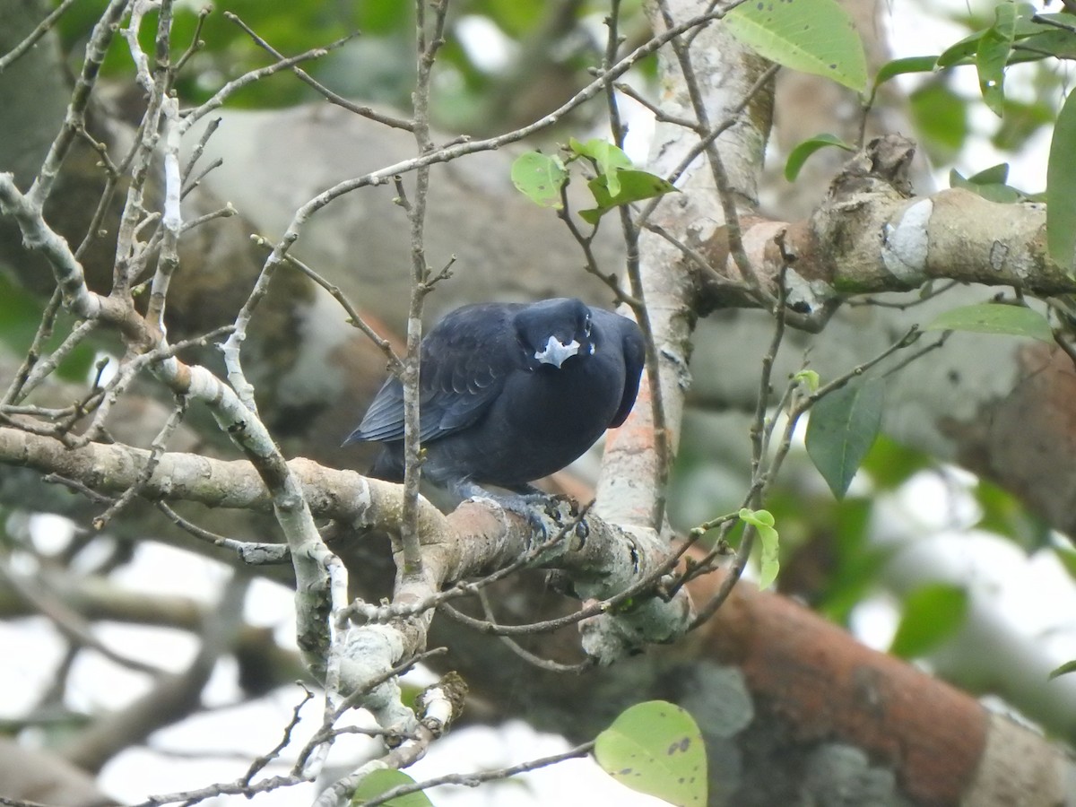 Bare-necked Fruitcrow - ML614153897