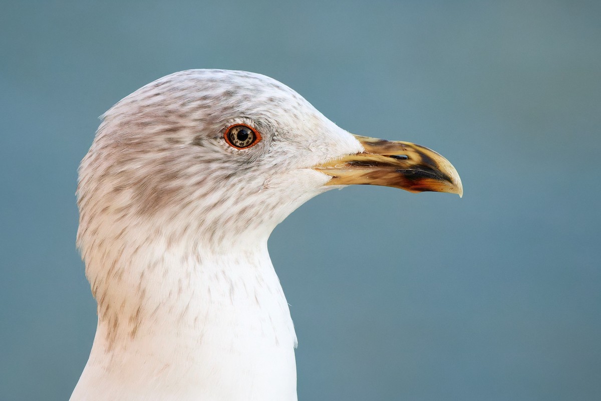 Yellow-legged Gull - ML614153905