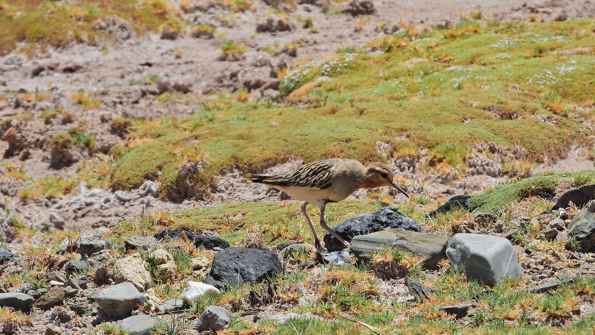 Tawny-throated Dotterel - ML614153936