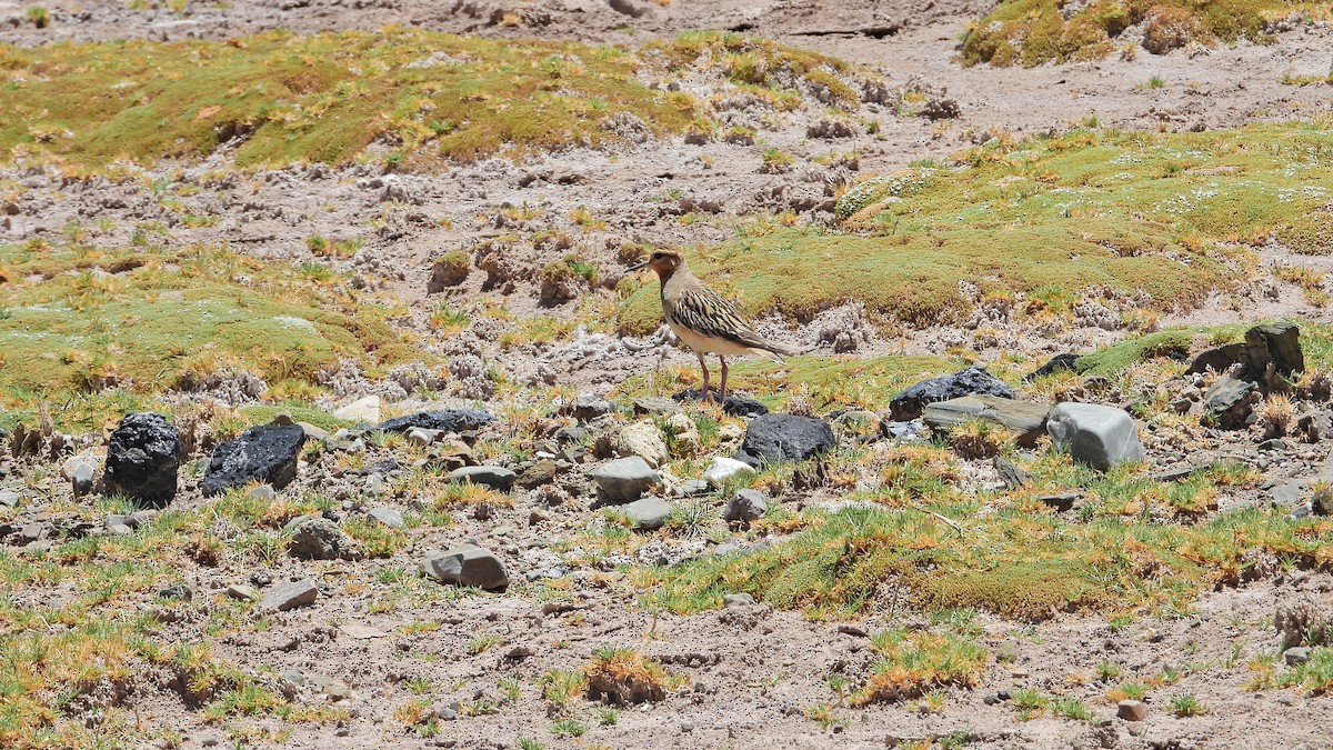 Tawny-throated Dotterel - ML614153938