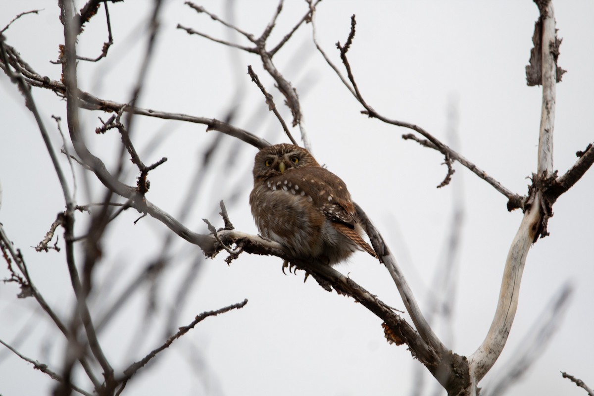 Austral Pygmy-Owl - Ana Merlo