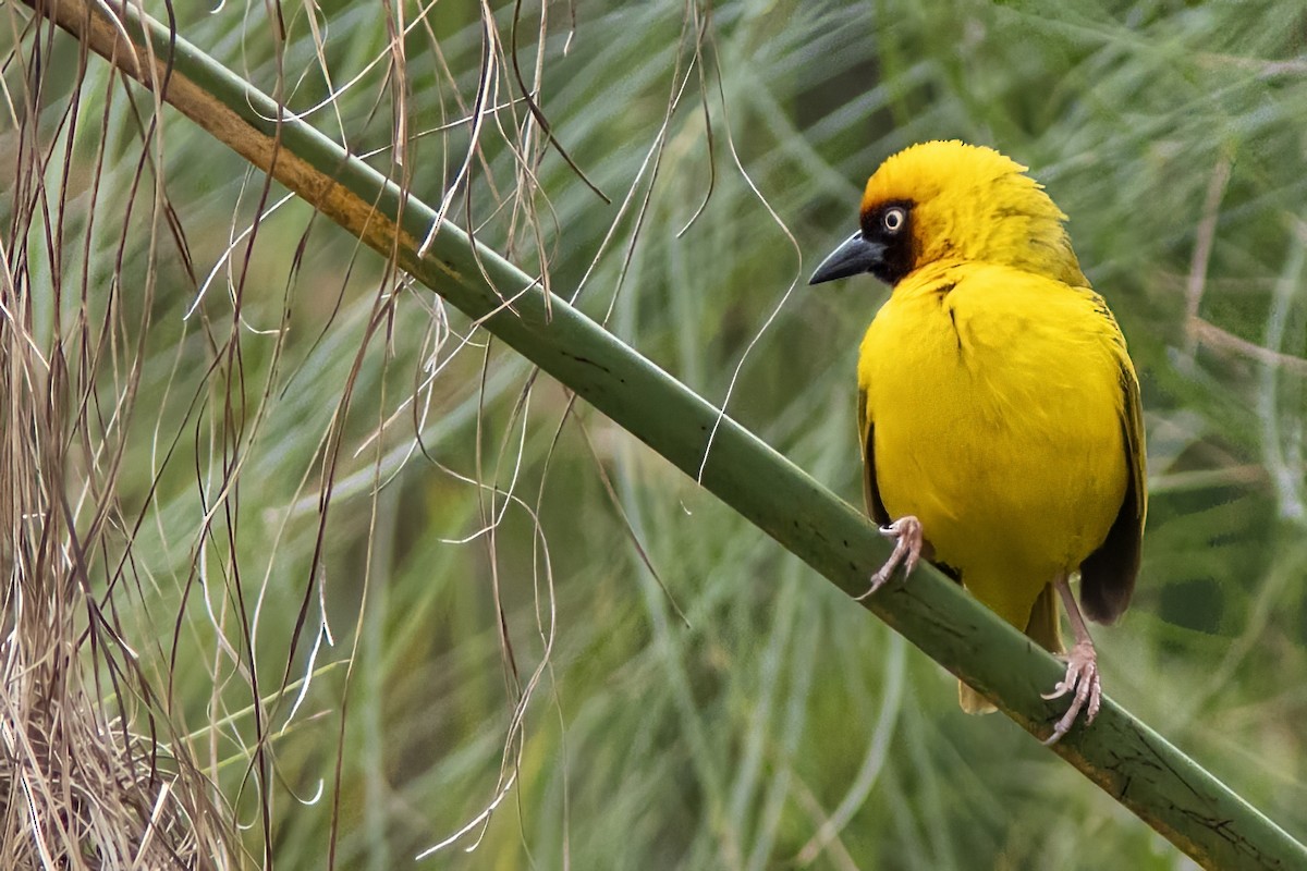 Northern Brown-throated Weaver - Volkan Donbaloglu