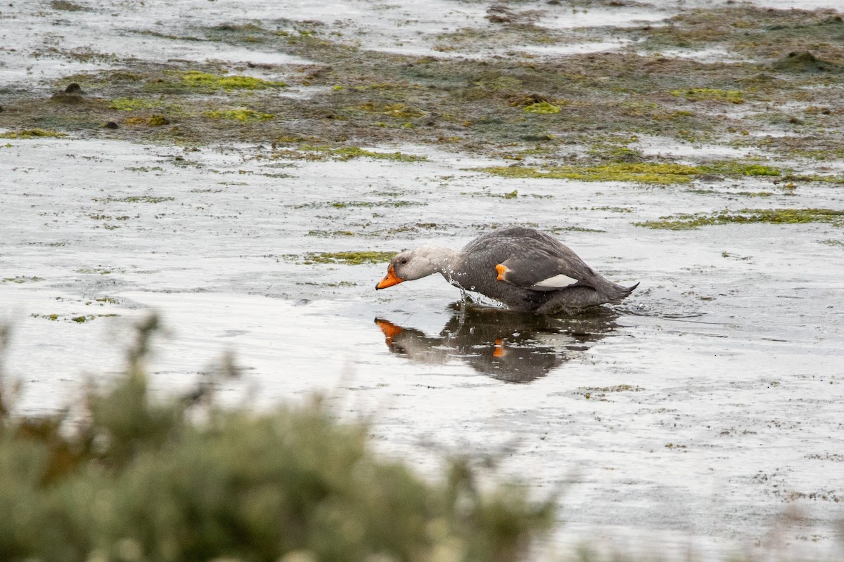 Flying Steamer-Duck - Ana Merlo