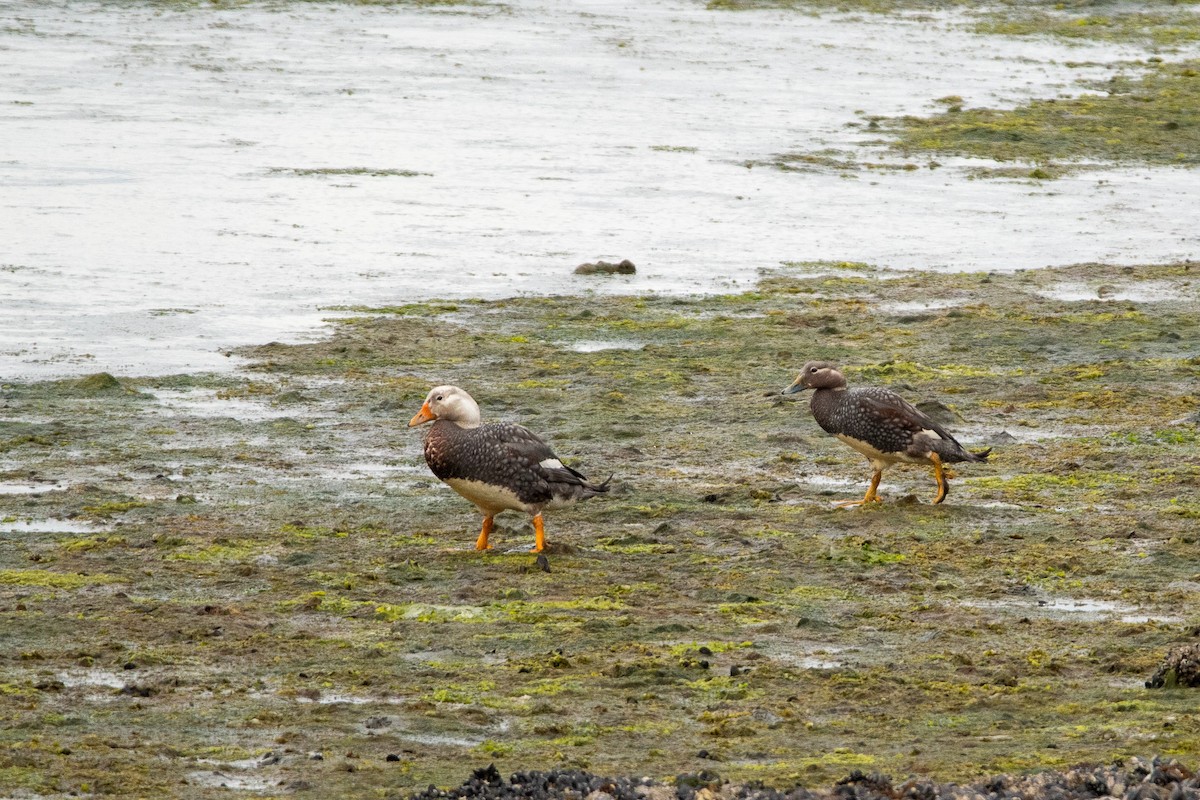 patagoniaskovleand - ML614153952