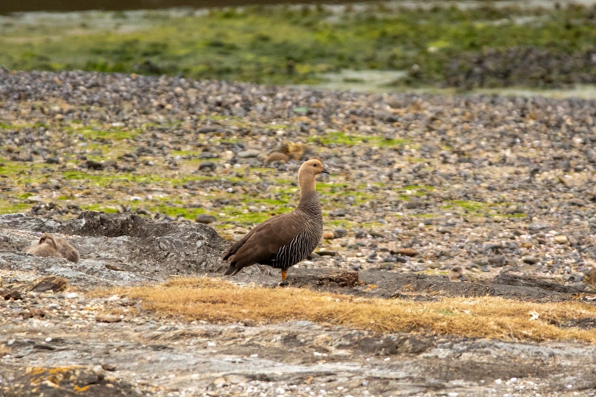 Upland Goose - Ana Merlo