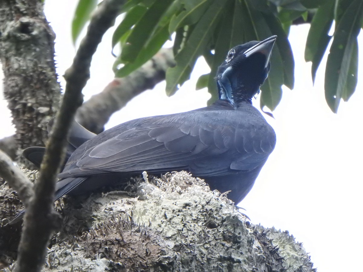 Bare-necked Fruitcrow - ML614153963