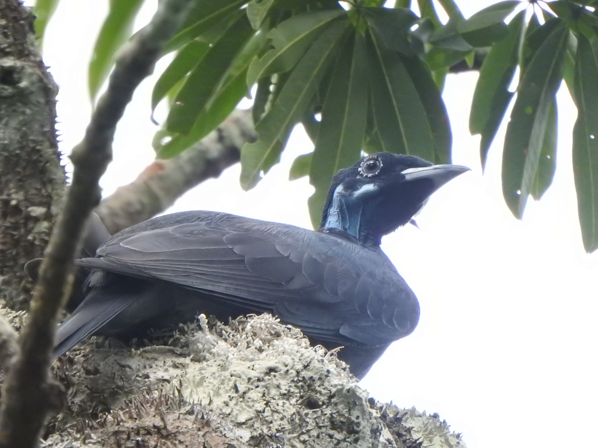 Bare-necked Fruitcrow - ML614153964