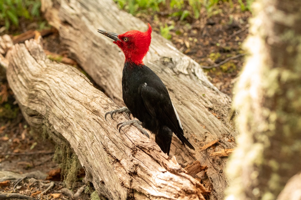 Magellanic Woodpecker - ML614153986