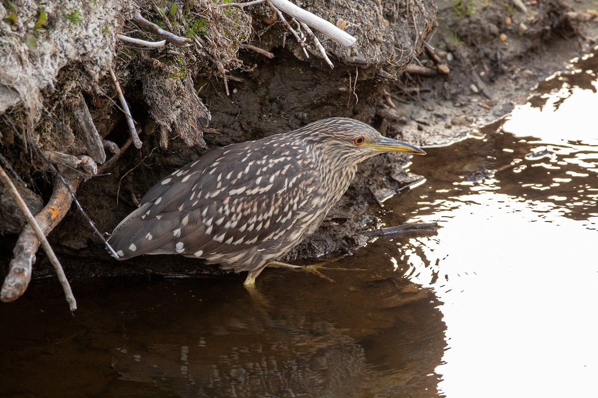 Black-crowned Night Heron - ML614153998