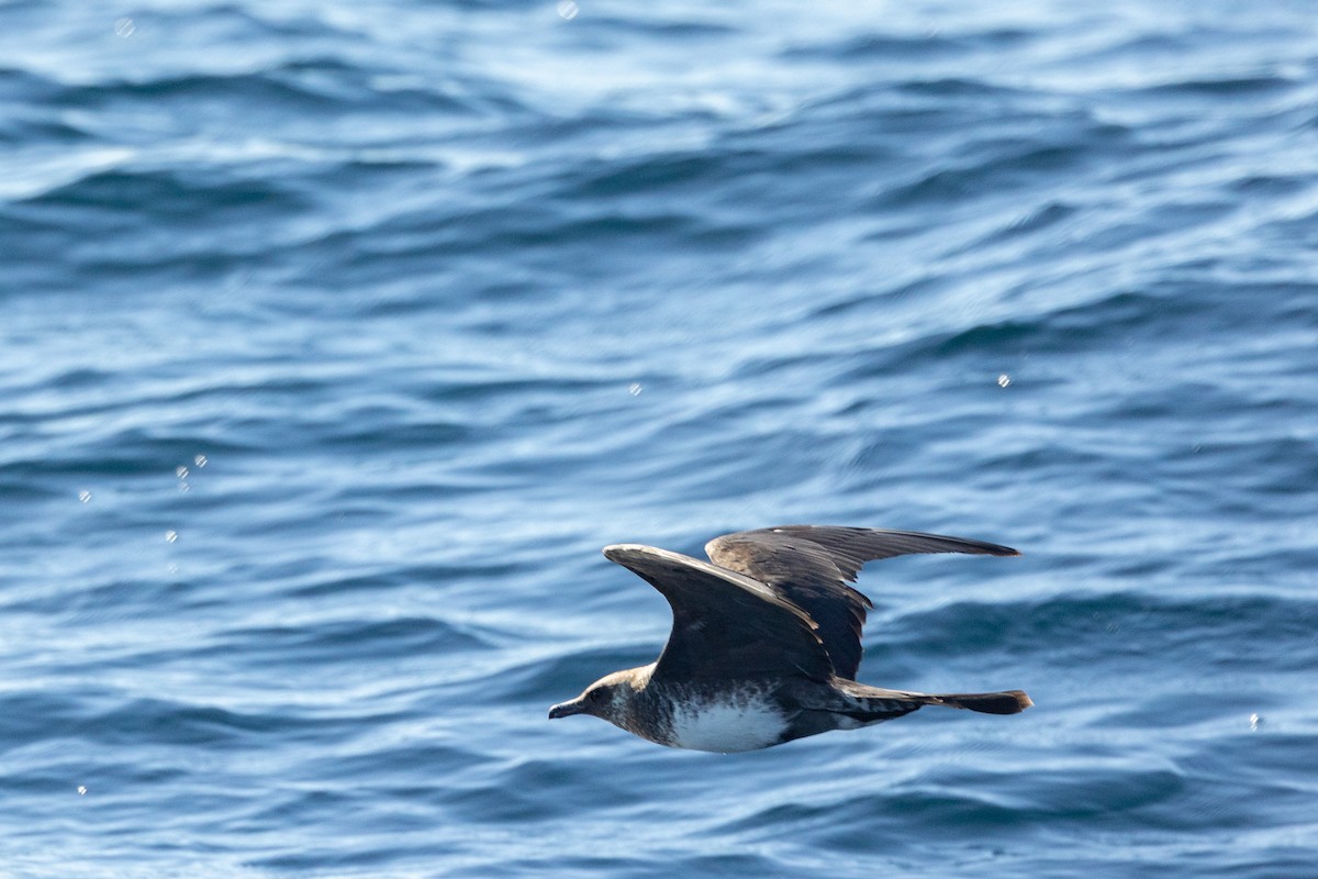 Pomarine Jaeger - Josh Engel