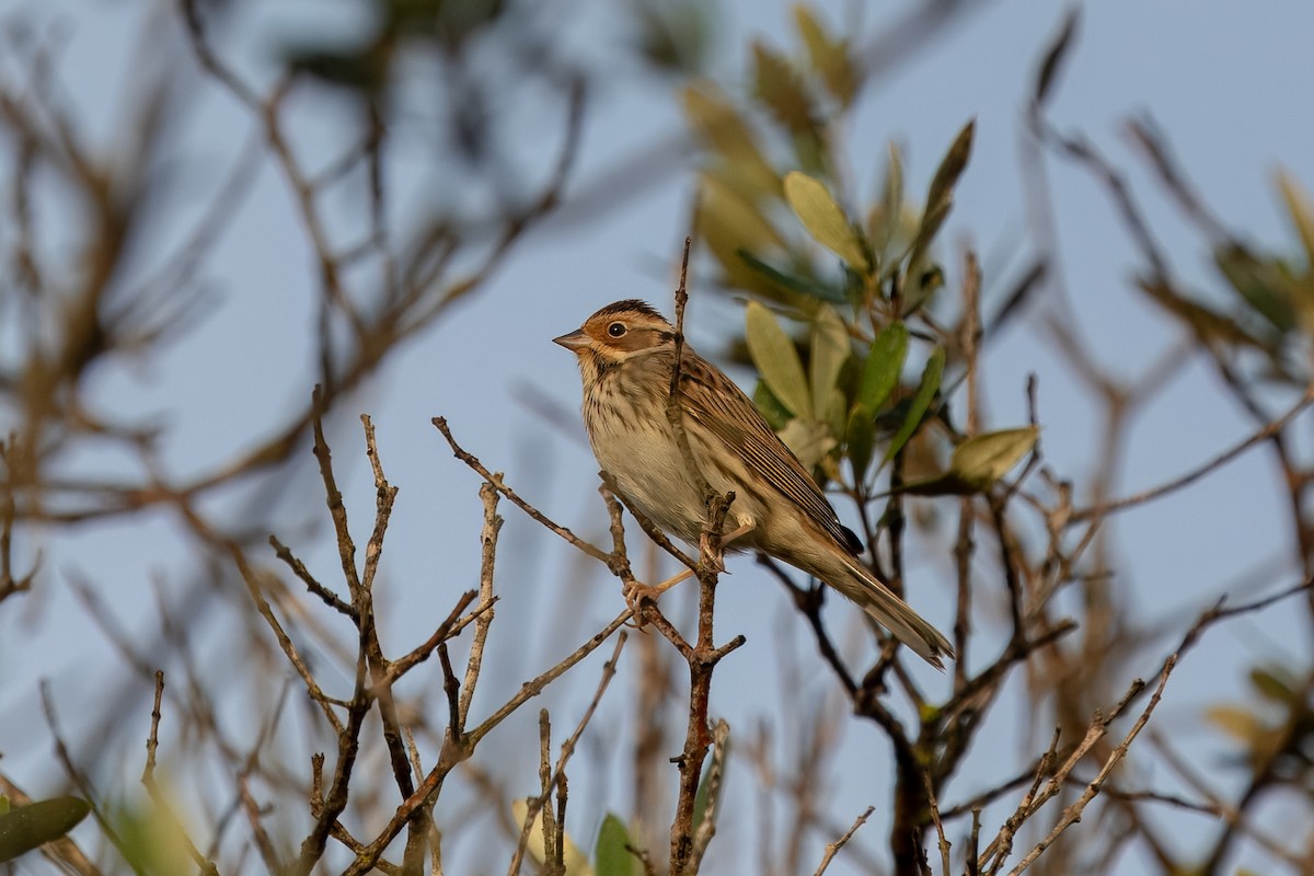 Little Bunting - ML614154136