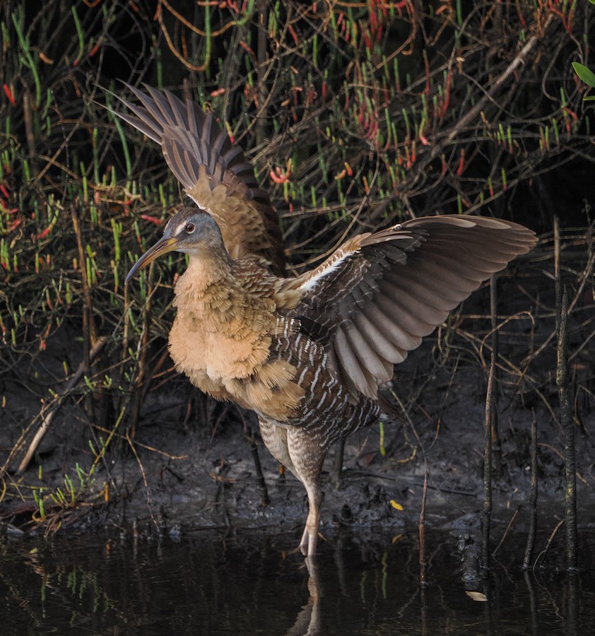 King/Clapper Rail - eBird