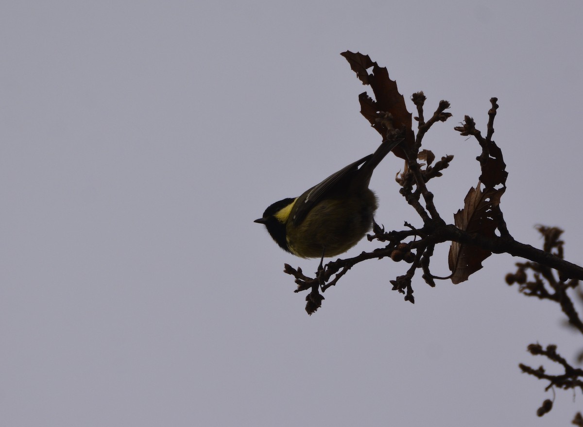 Coal Tit (Atlas) - ML614154165