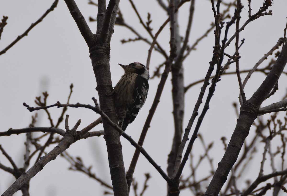 Lesser Spotted Woodpecker - Karim Haddad