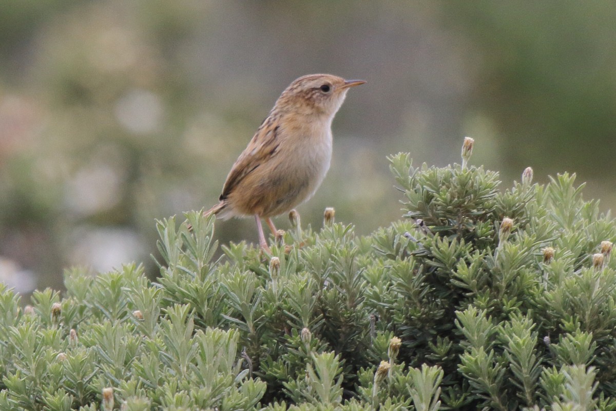 Grass Wren - ML614154178