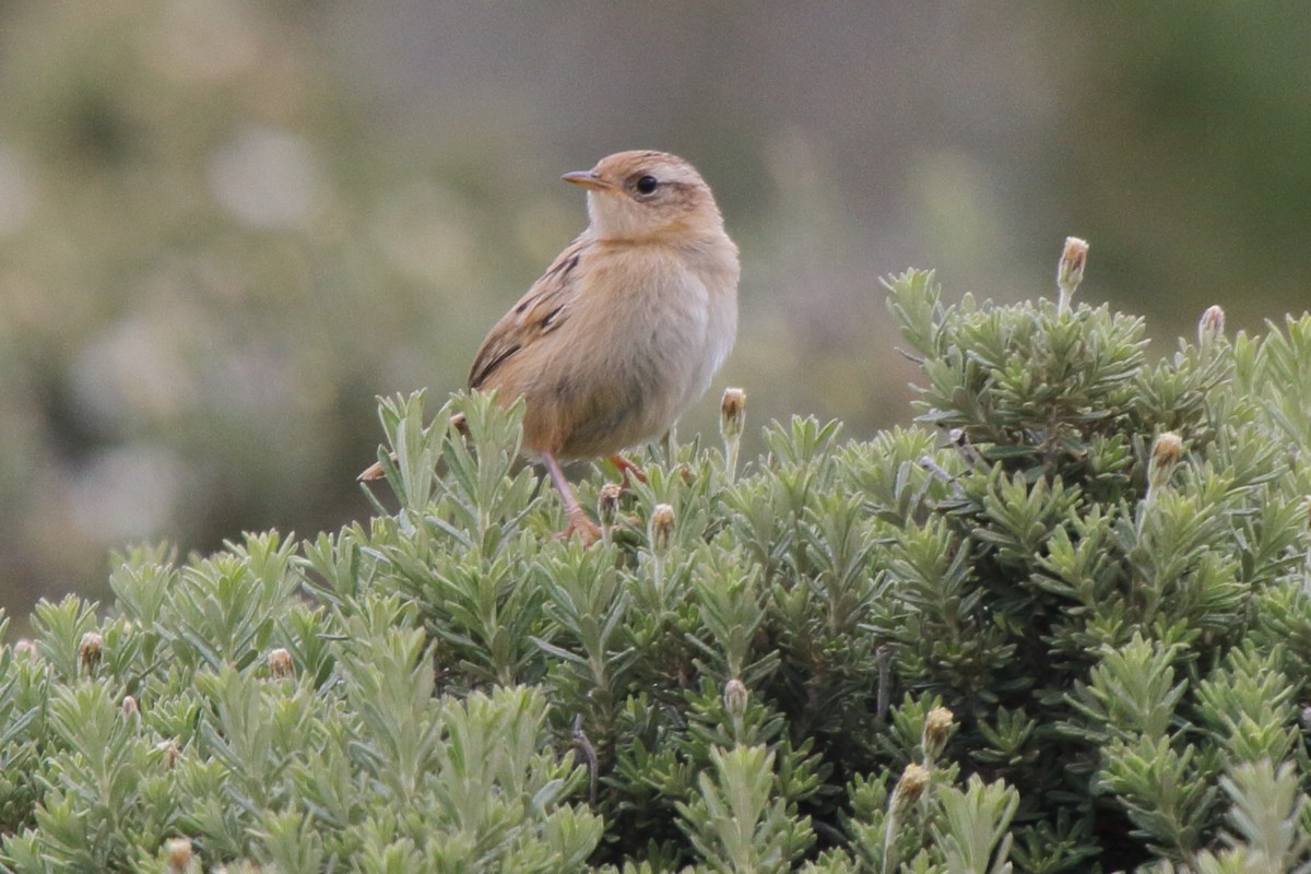 Grass Wren - ML614154179