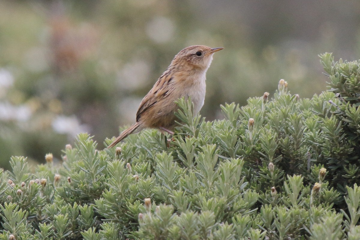 Grass Wren - ML614154186