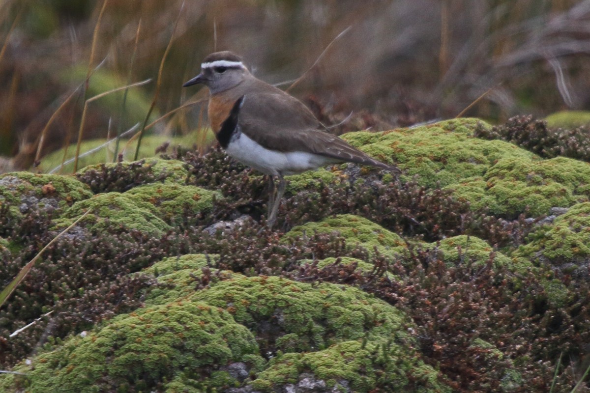 Rufous-chested Dotterel - ML614154197