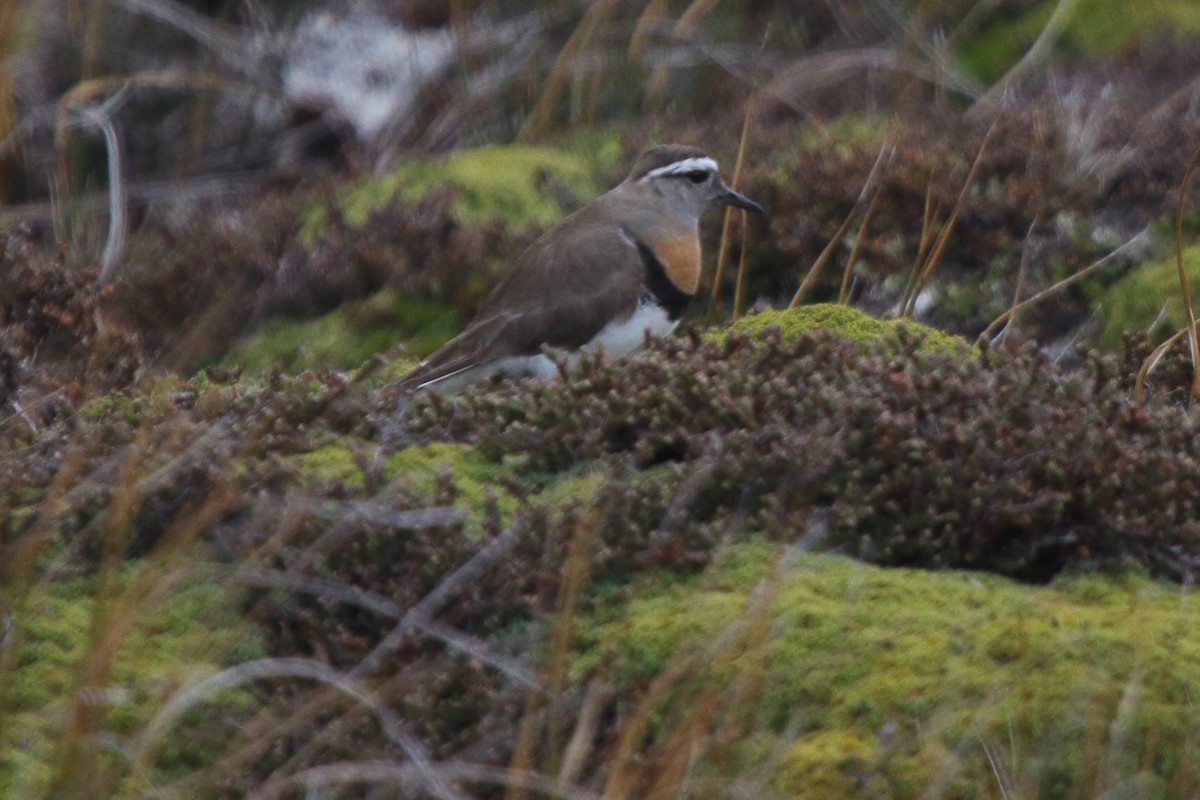 Rufous-chested Dotterel - ML614154199