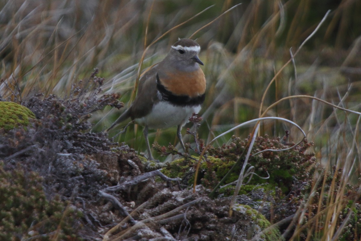 Rufous-chested Dotterel - ML614154200