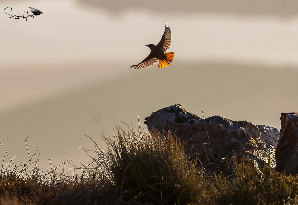 Sentinel Rock-Thrush - ML614154255