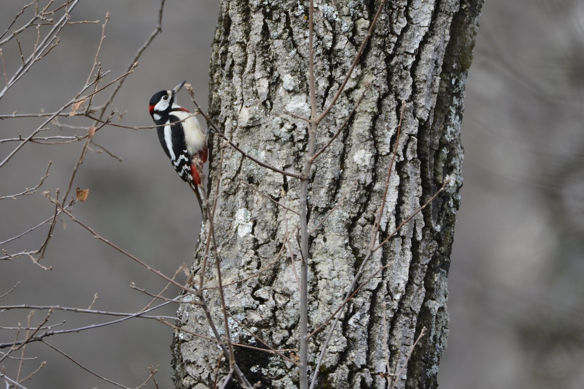 Great Spotted Woodpecker (Atlas) - ML614154266
