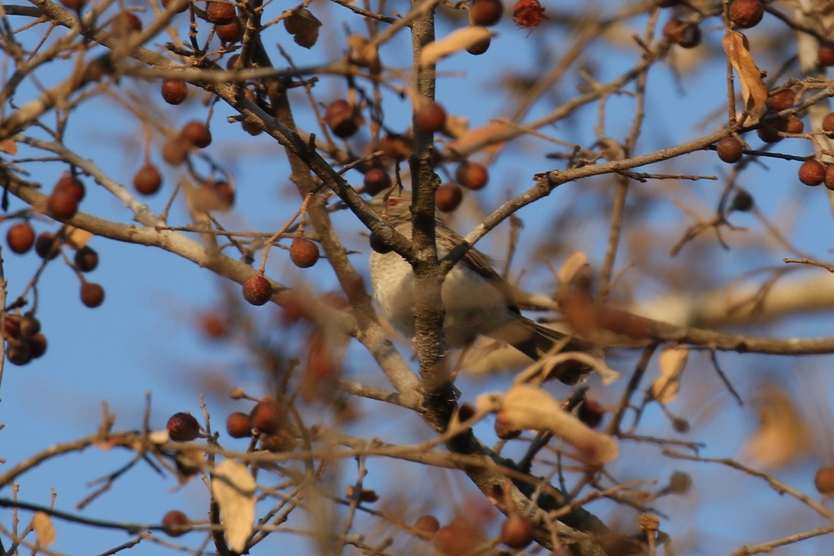 Miombo Wren-Warbler - ML614154289