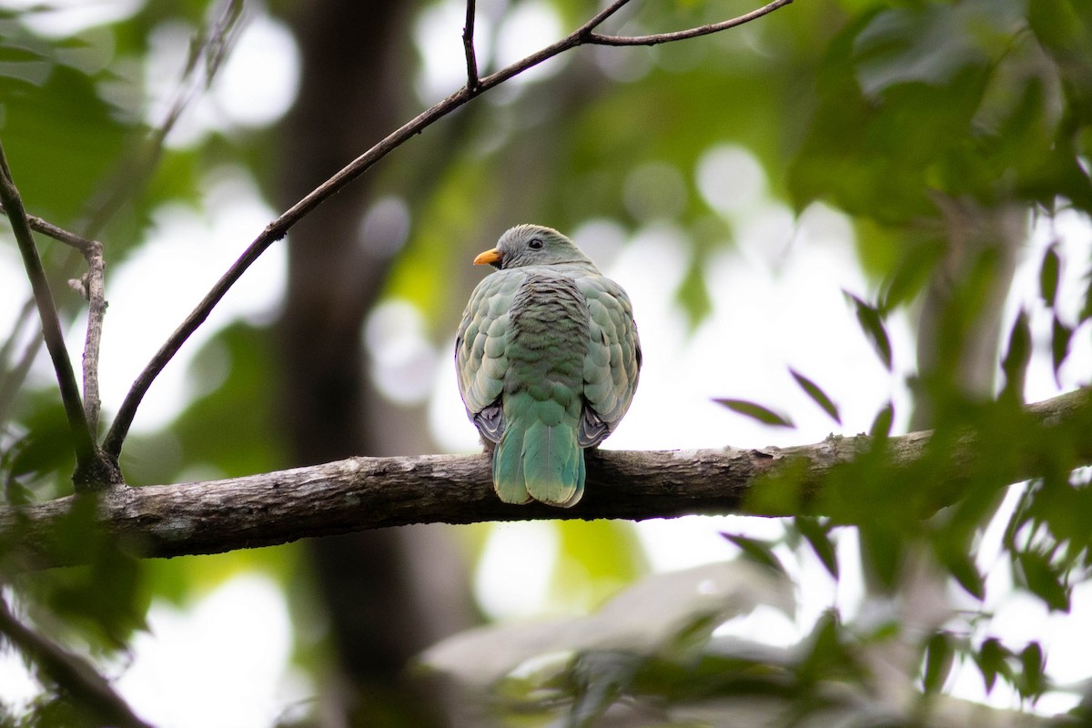 Black-chinned Fruit-Dove - ML614154370