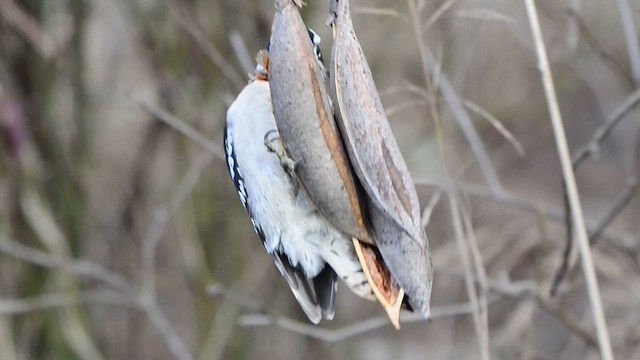 Downy Woodpecker - ML614154379