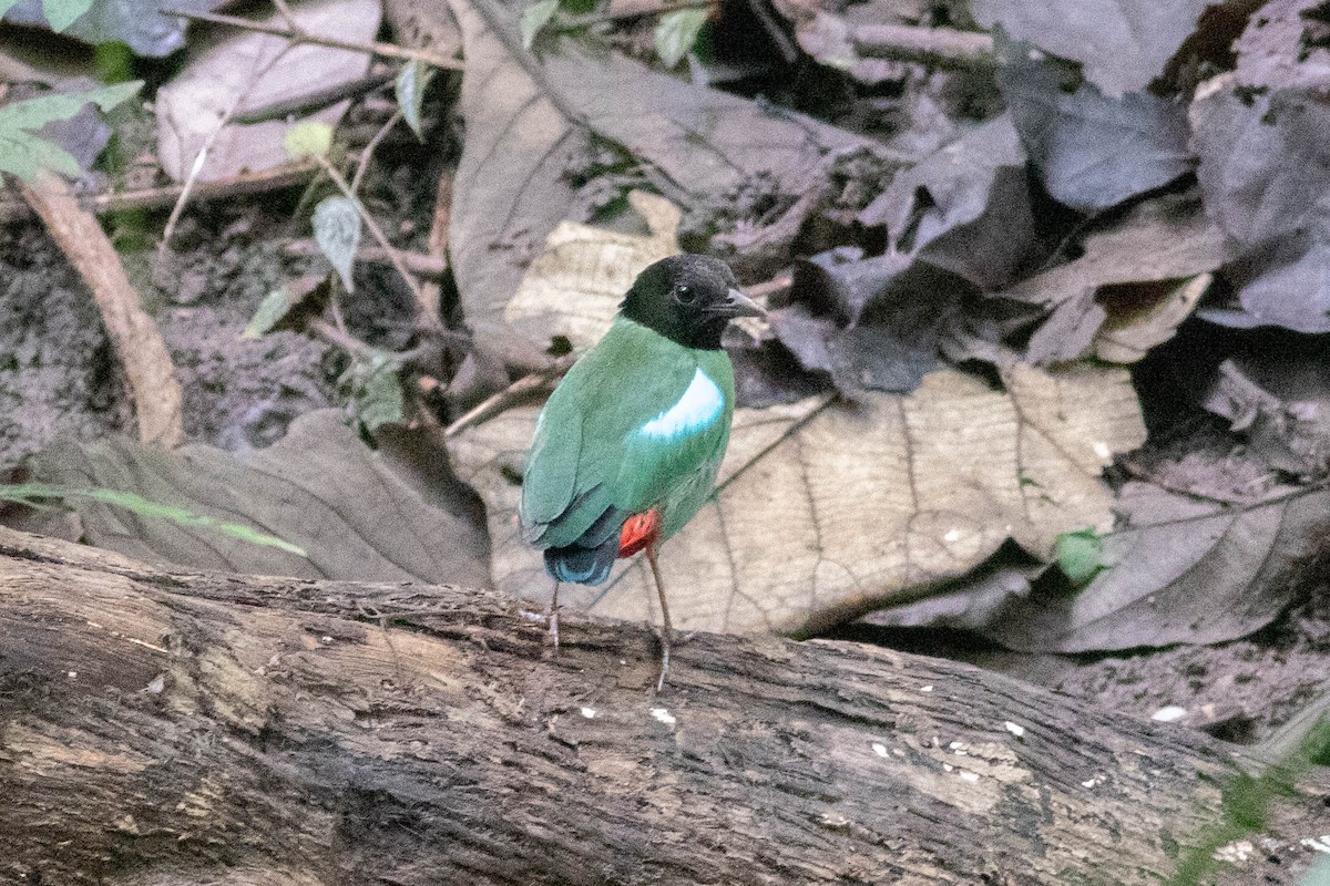 綠胸八色鳥(sordida/palawanensis) - ML614154389