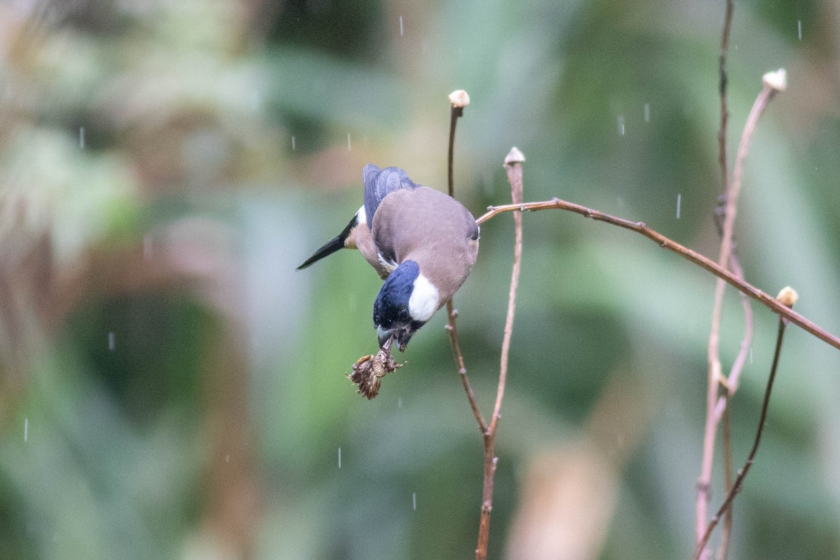 White-cheeked Bullfinch - Andrew Marden