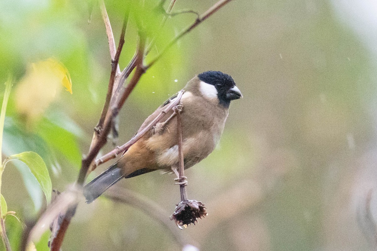 White-cheeked Bullfinch - Andrew Marden