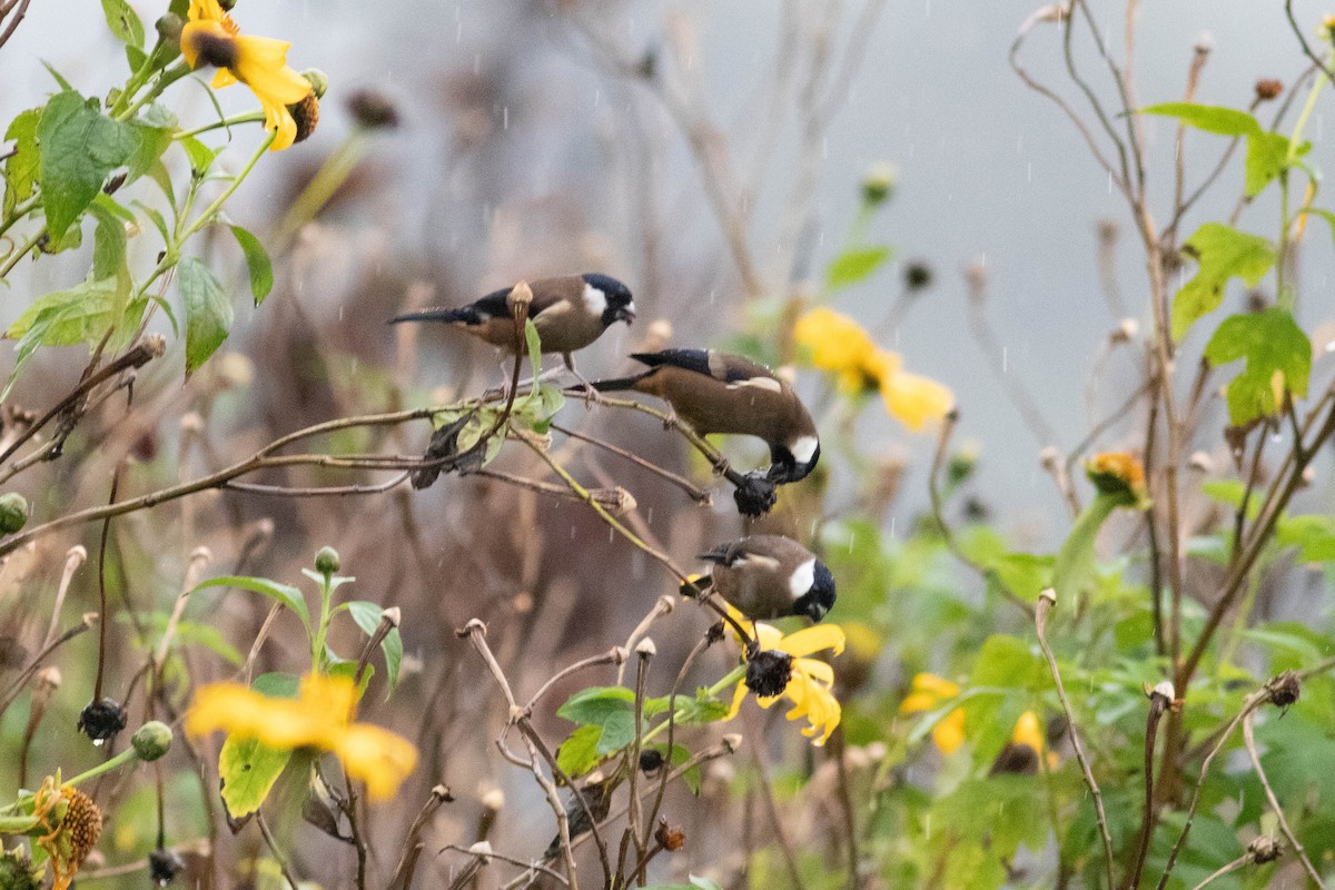 White-cheeked Bullfinch - ML614154473