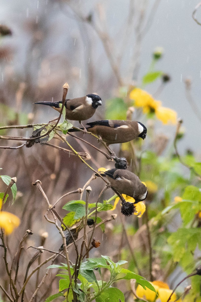 White-cheeked Bullfinch - Andrew Marden