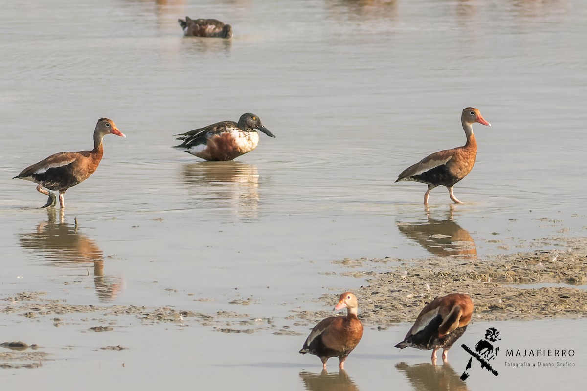 Northern Shoveler - ML614154491