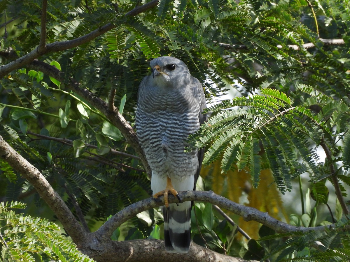 Gray Hawk - ML614154493