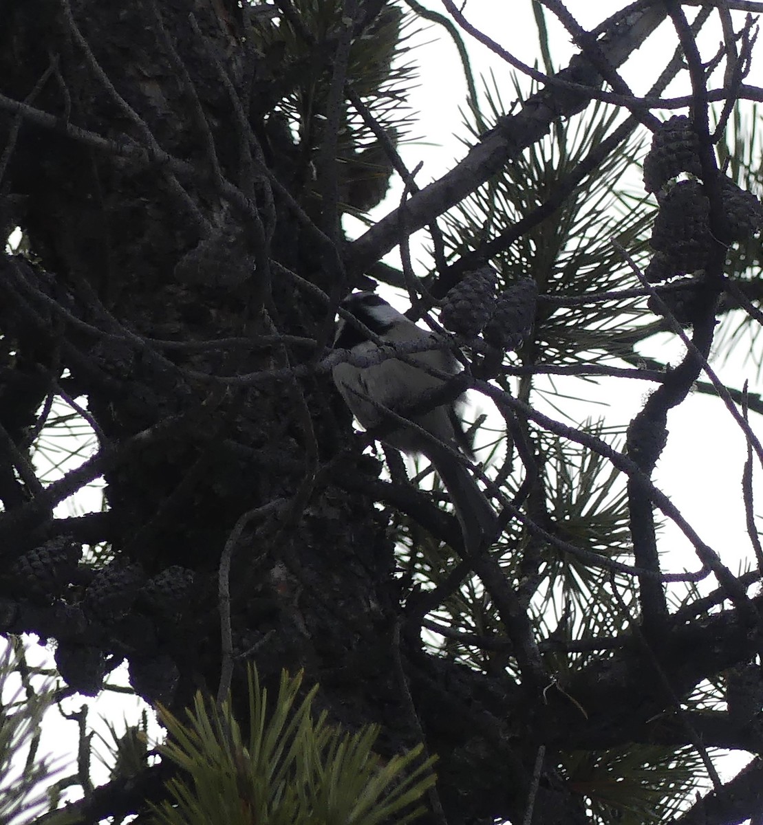 Mountain Chickadee - ML614154495