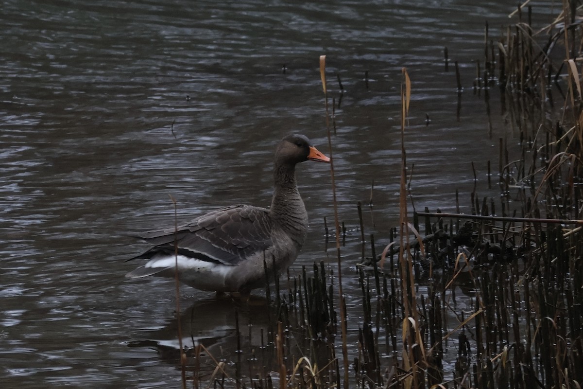 Greater White-fronted Goose - ML614154505
