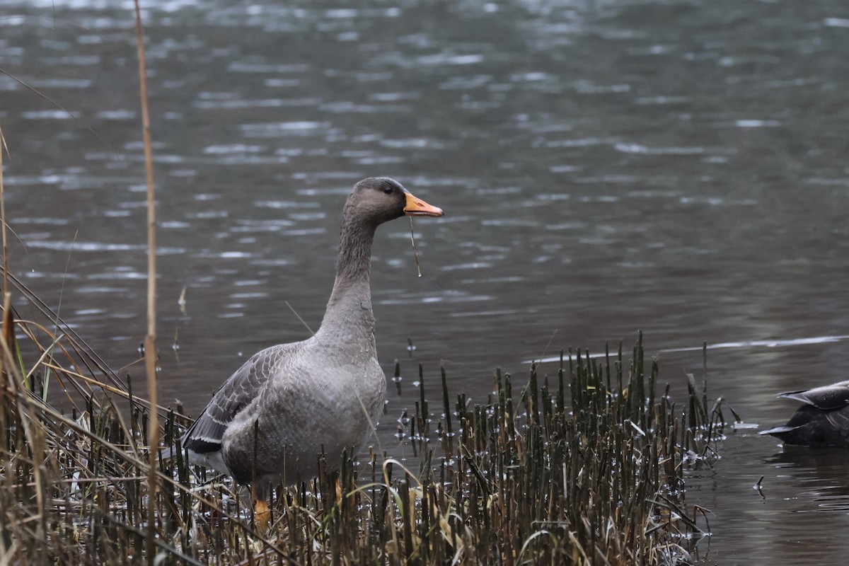 Greater White-fronted Goose - ML614154506