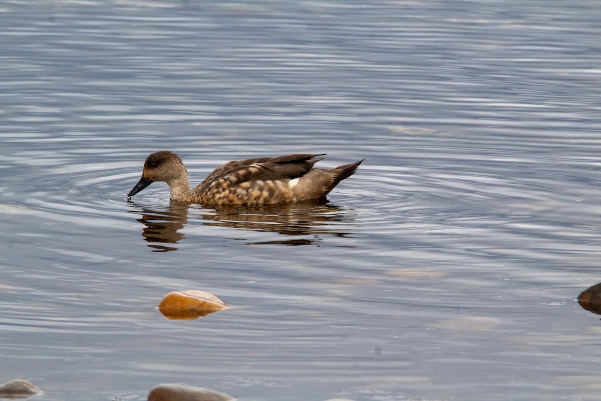 Canard huppé - ML614154525