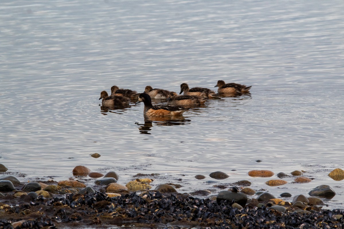 Chiloe Wigeon - ML614154531