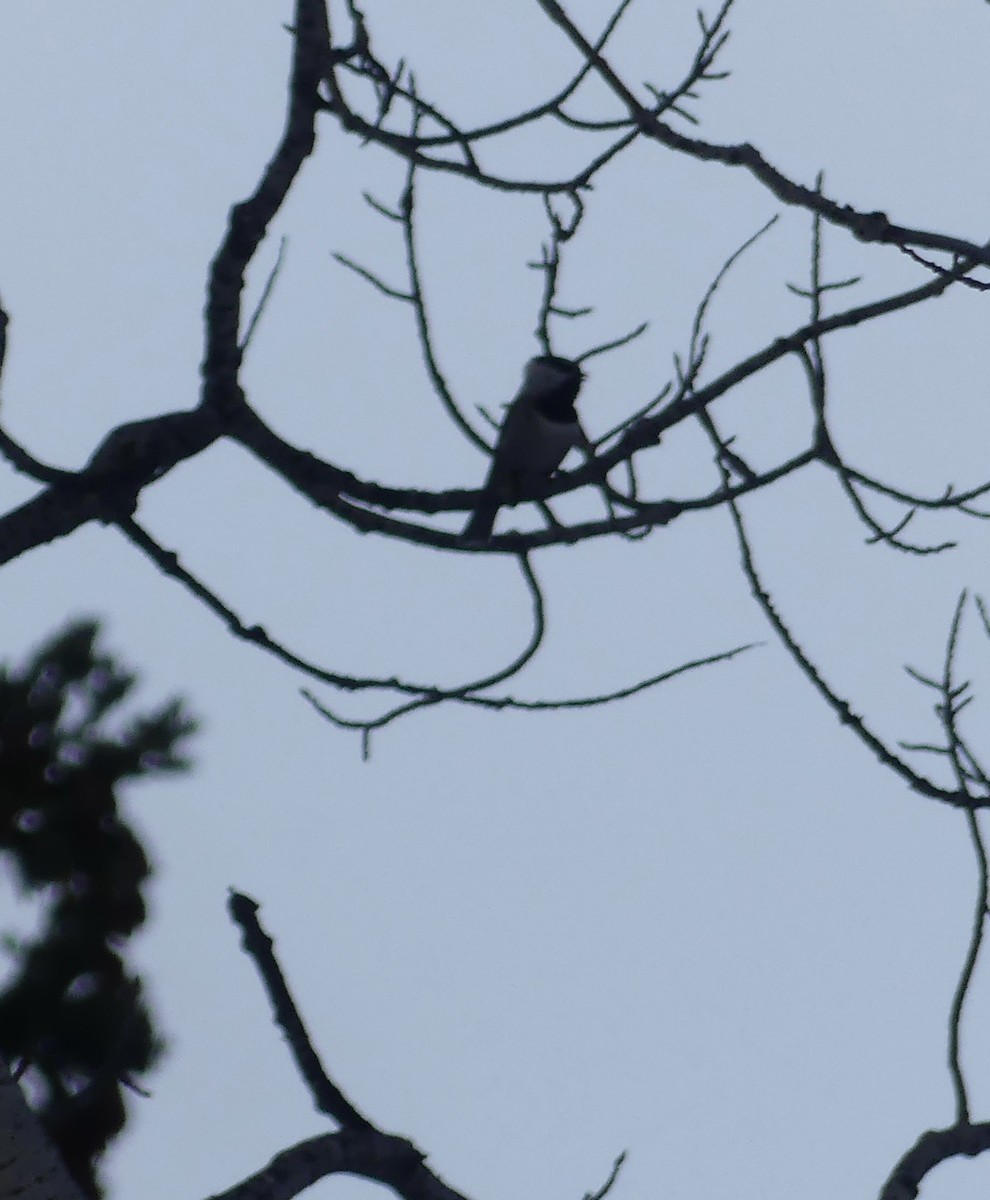 Mountain Chickadee - ML614154532