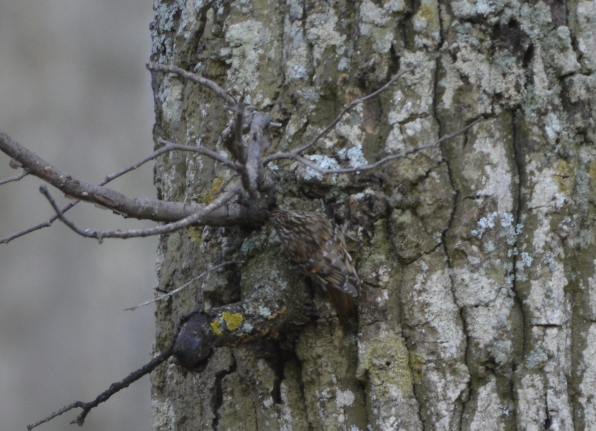 Short-toed Treecreeper - Karim Haddad