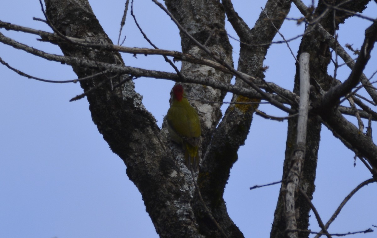 Levaillant's Woodpecker - Karim Haddad