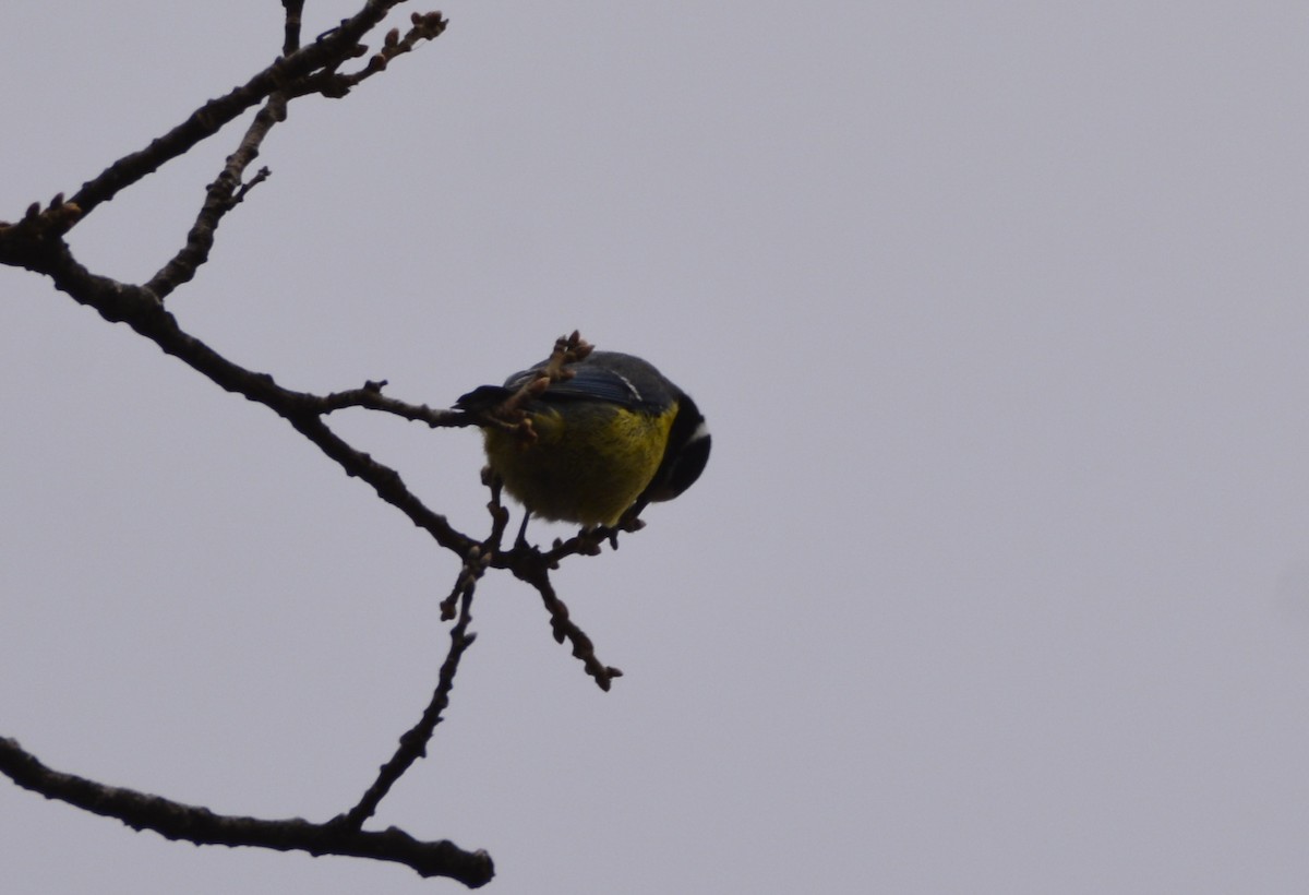 African Blue Tit - Karim Haddad