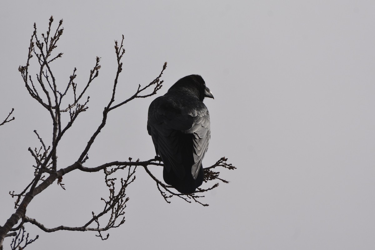 Common Raven - Karim Haddad