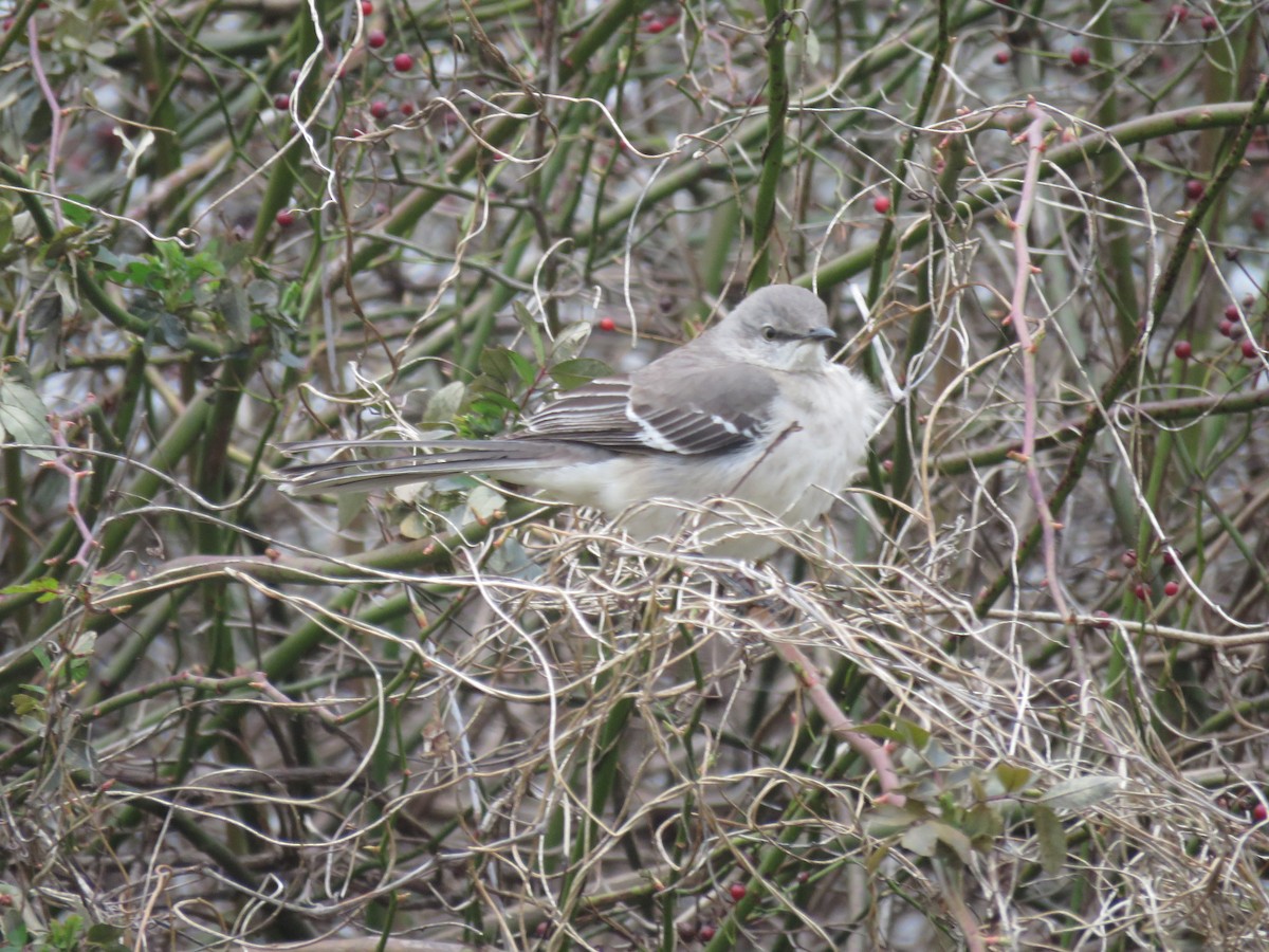 Northern Mockingbird - AUDREY DOROFY