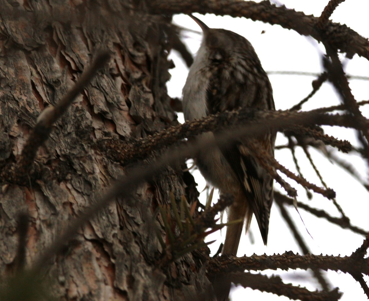 Brown Creeper - ML614154858