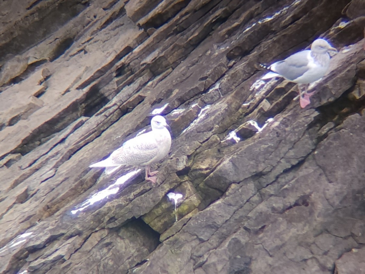 Iceland Gull - ML614154880